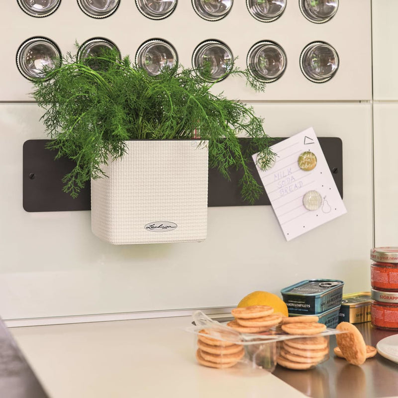 Lechuza Plantenbakken Green Wall Home Kit