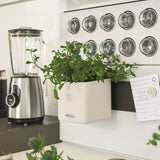 Lechuza Plantenbakken Green Wall Home Kit