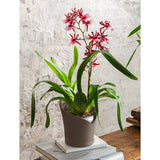 Lechuza Plantenbak Orchidea All-In-One Ø 18 Cm