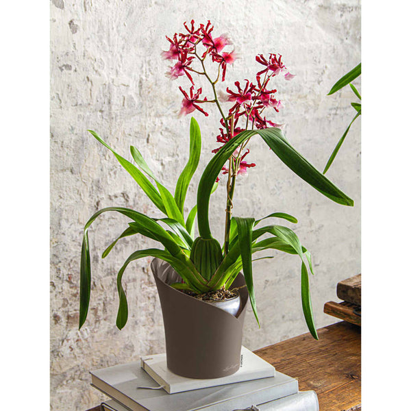 Lechuza Plantenbak Orchidea All-In-One Ø 18 Cm