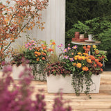 Lechuza Plantenbak Balconera Color 50 All-In-One 15670