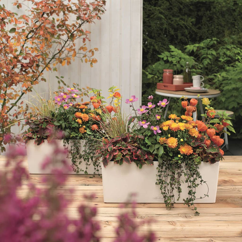 Lechuza Plantenbak Balconera Color 50 All-In-One 15670