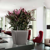 Lechuza Plantenbak Quadro Ls 43 All-In-One Houtskool 16183