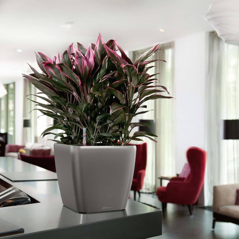 Lechuza Plantenbak Quadro Ls 43 All-In-One Houtskool 16183