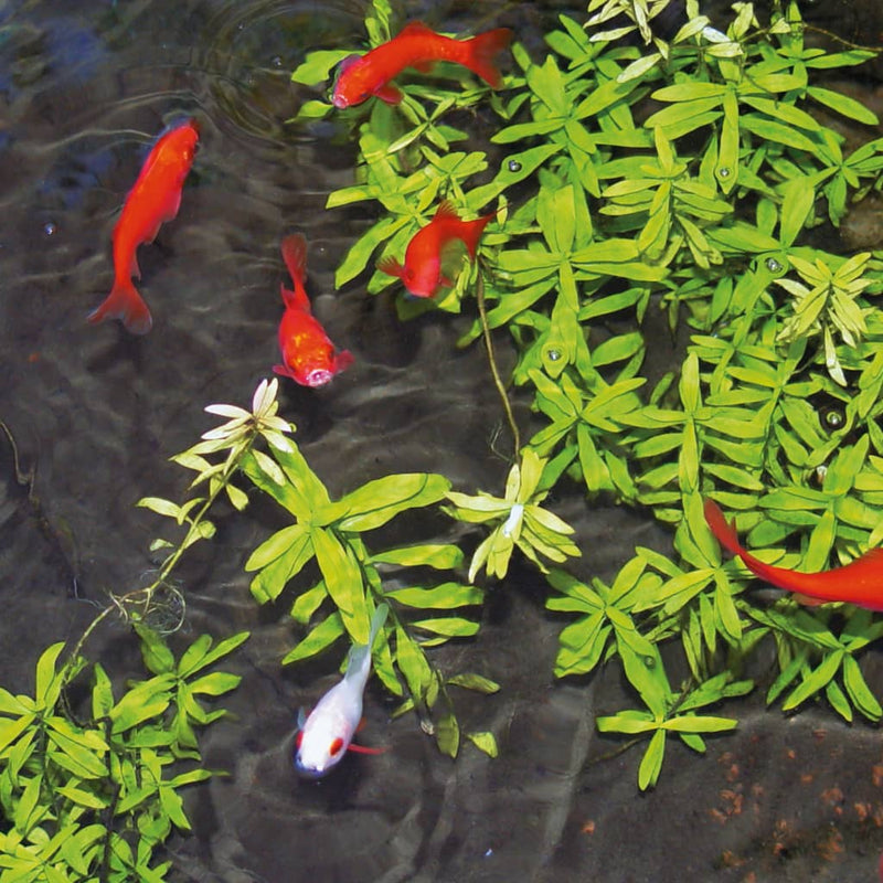 Ubbink Vijvergelballen Aqua Clearpro