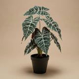 Alocasia Bush In Pot 40 Cm - Artificial Plant