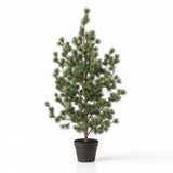 Pine Tree (Cedar Pine) 80, 120 & 150 Cm - Artificial Plant In Pot