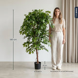 Ficus Deluxe Vine Tree 140 Cm - Artificial Plant